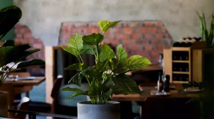 Restaurant image