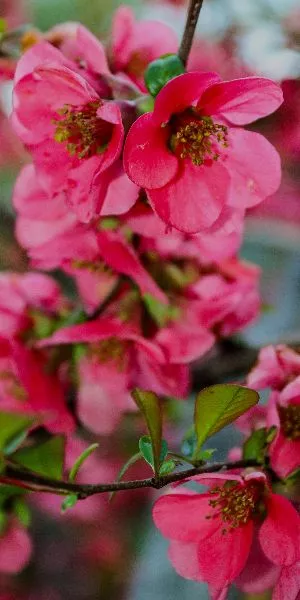 Spring in Bloom | Special Menu